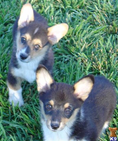 Lookout Farm - New Litters are Here